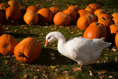 141019-01-MSH-LandArt 2014.jpg