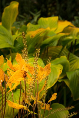 141029-07-MSH-Couleurs d'automne.jpg