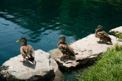 140804-05-Parc Lafontaine - Mtl.jpg