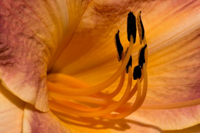 150725-18-Jardin des Curiosites de St-Ours.jpg