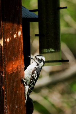 160526-04-Parc Ile St-Bernard.jpg