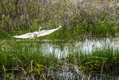 160526-09-Parc Ile St-Bernard.jpg