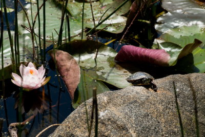 160712-15-Jardin Botanique de Montreal.jpg