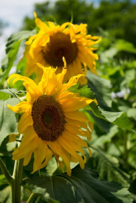 160712-28-Jardin Botanique de Montreal.jpg