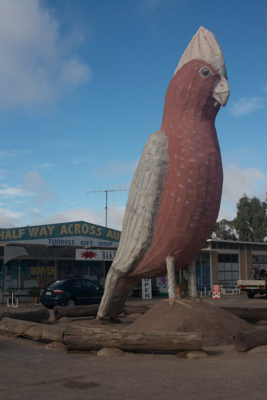 The Big Galah, Kimba