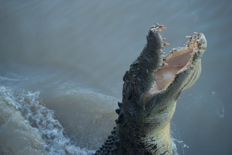 croc-1.jpg
