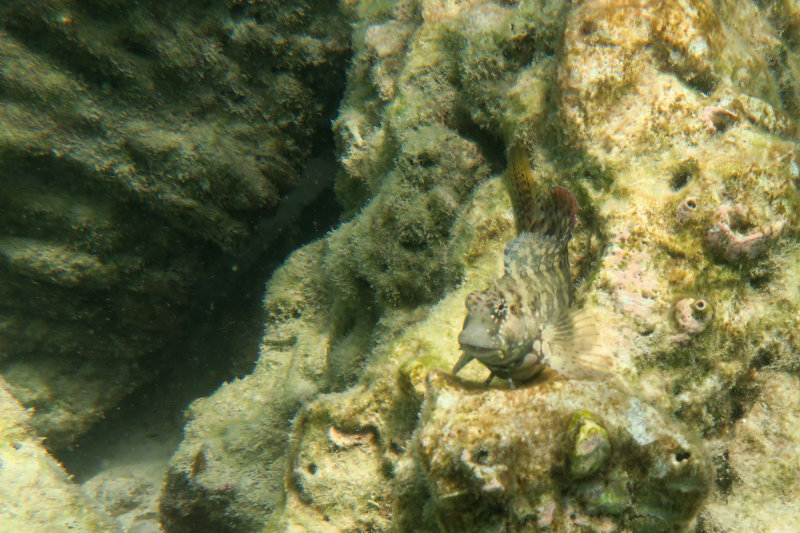 Lizard Fish