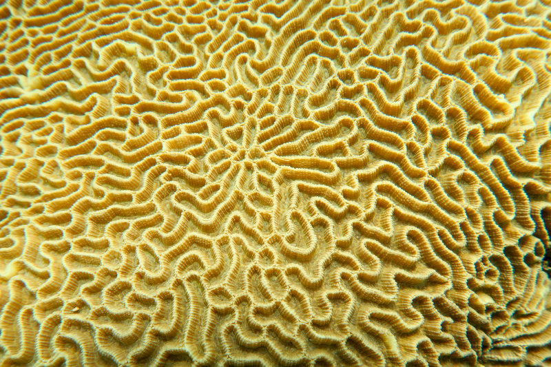 Coral close-up