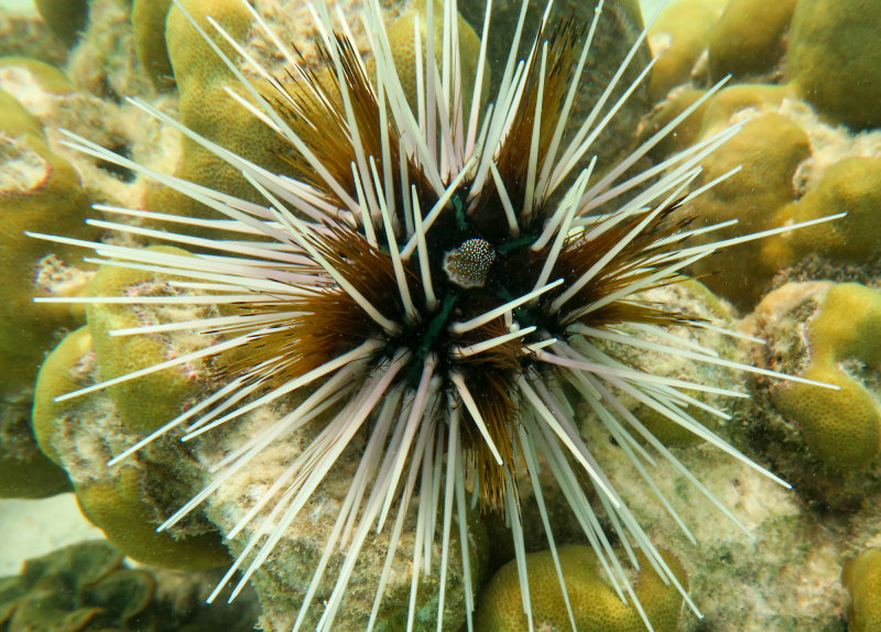 Ko Lipe-11.jpg