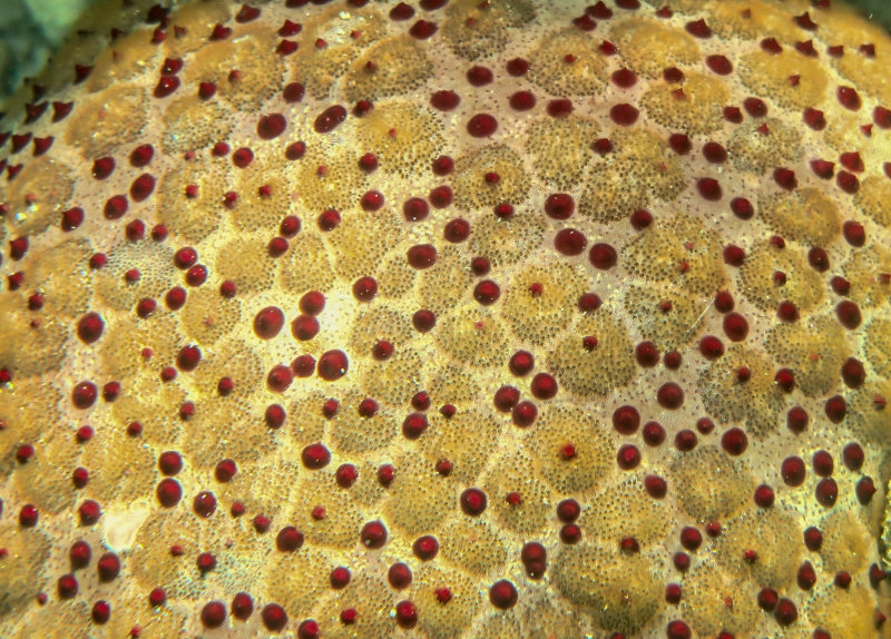 Close-up, cushion seastar