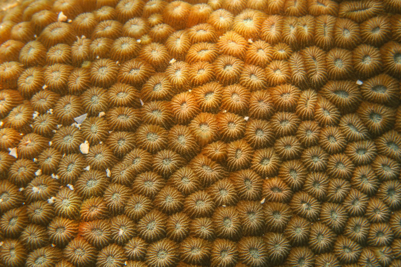 Ko Phi Phi-36.jpg