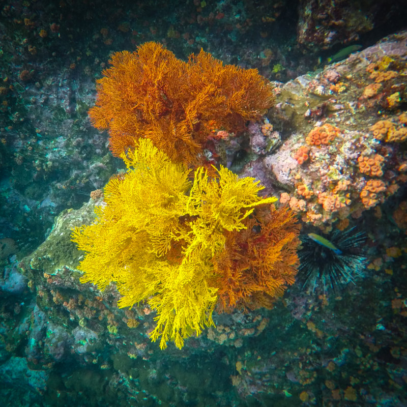 Mergui_snorkel_trip-18.jpg