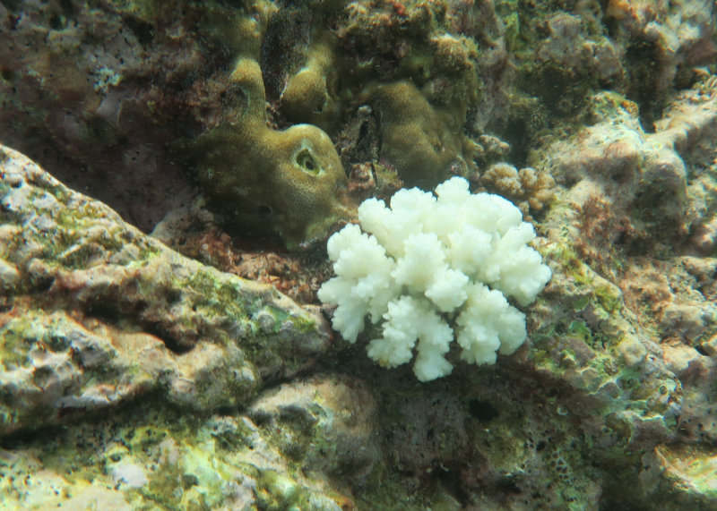 Mergui_snorkel_trip-19.jpg