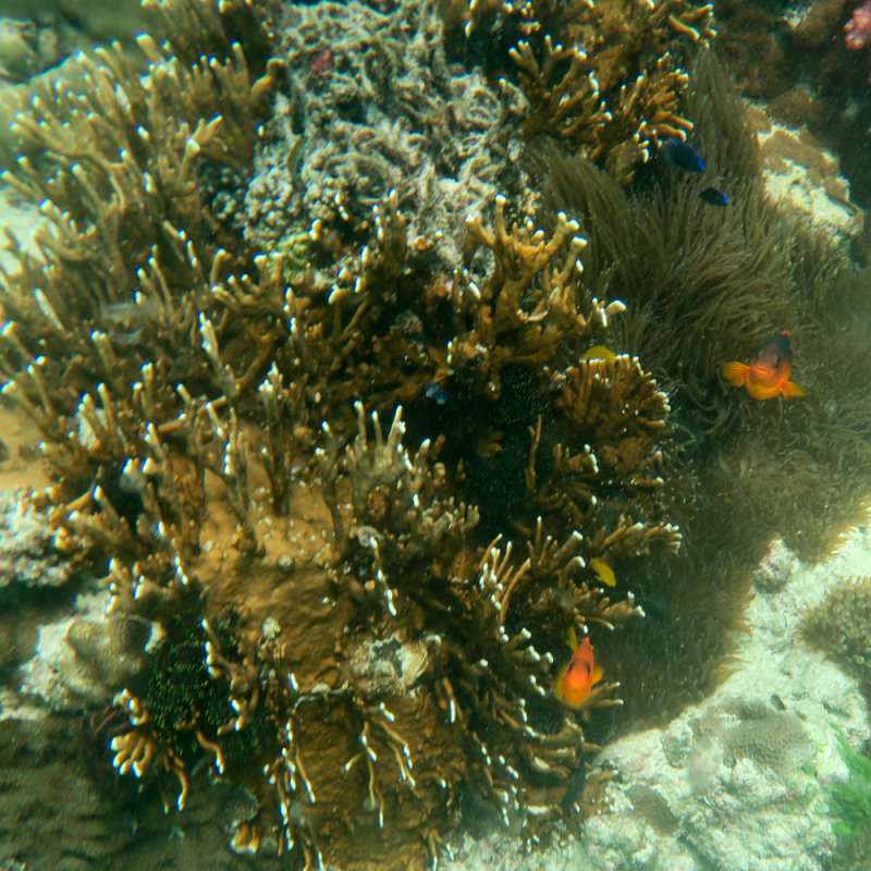Mergui_snorkel_trip-20.jpg