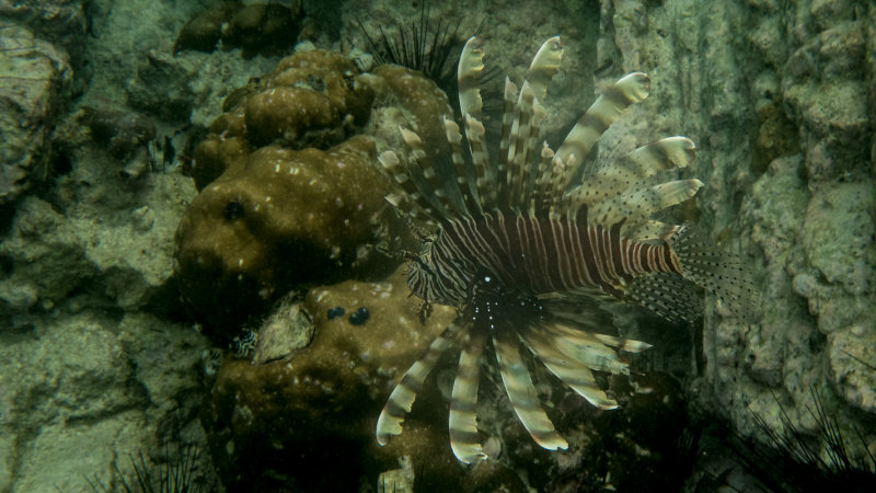 Lionfish