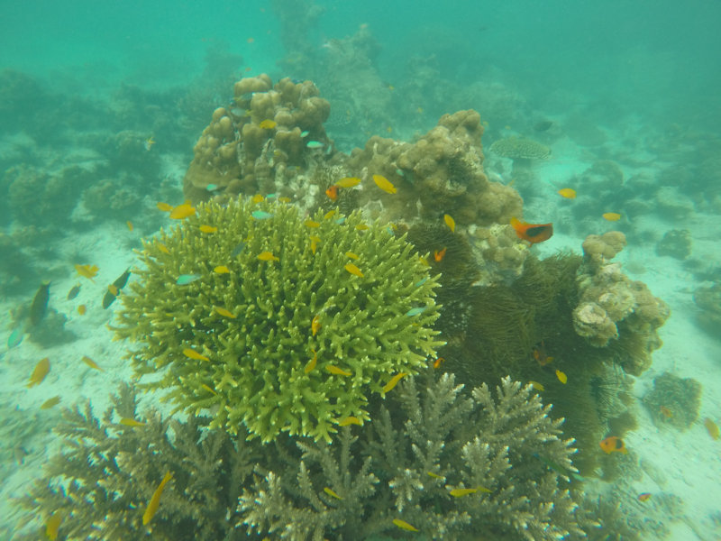 Mergui_snorkel_trip-27.jpg