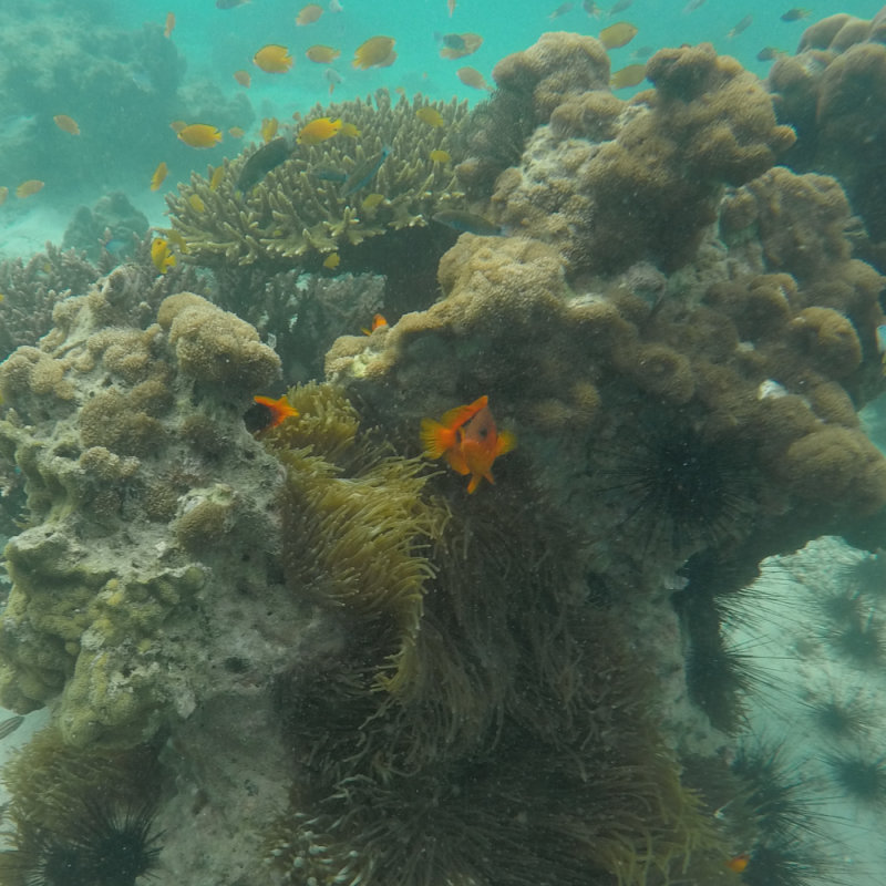 Mergui_snorkel_trip-28.jpg