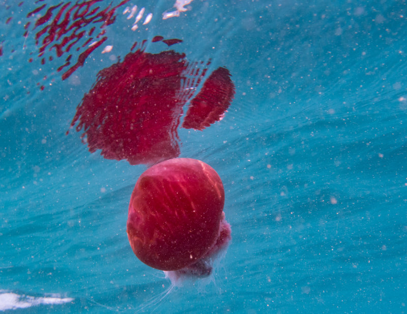 Mergui_snorkel_trip-38.jpg