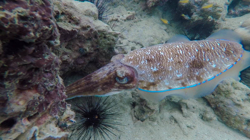 Cuttlefish