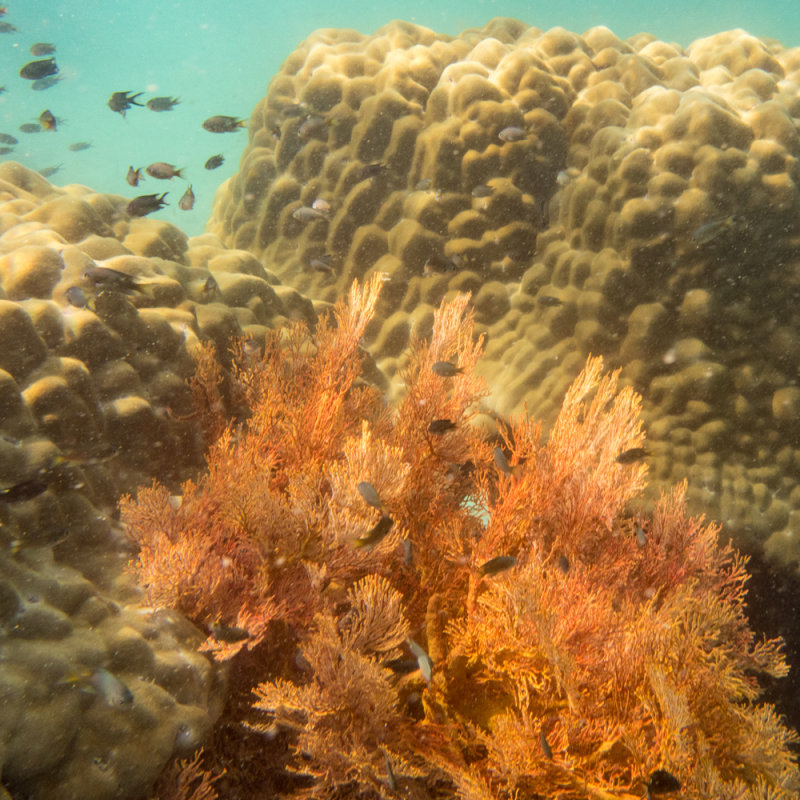 Mergui_snorkel_trip-6.jpg