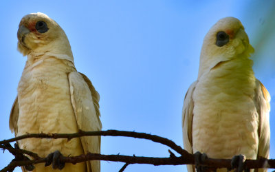 Two cockatoos
