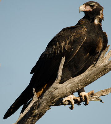 Wedge tail Eagle, Nullarbor  Plain