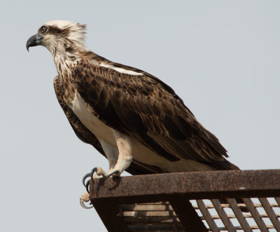 Osprey, Kimberley, WA
