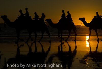 Camels on Cable Beach, Broome