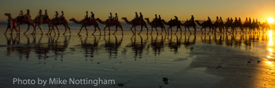 Camels at sunset, Cable Beach