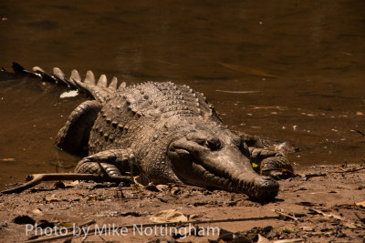 Freshwater Crocodile, Winjana Gorge