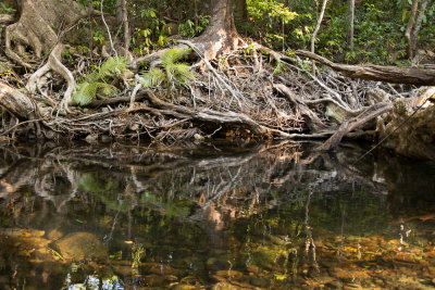 Cape-Tribulation-FNQ-queensland-2.jpg