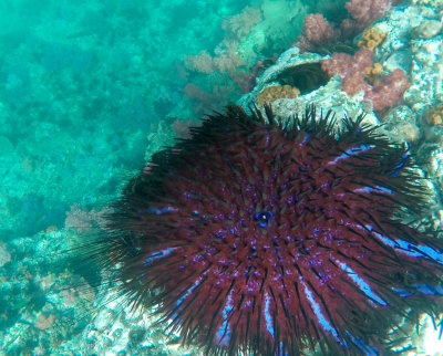 the coral eating bad guy of coral reefs, the crown of thorns starfish