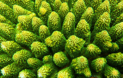Coral close-up