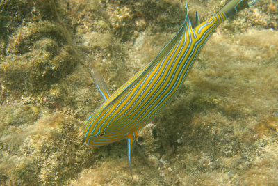 Striped surgeon fish