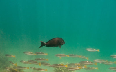 Underwater, Ko Phi Phi