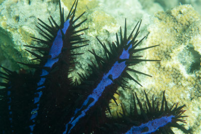 close-up, Crown of Thorns starfish