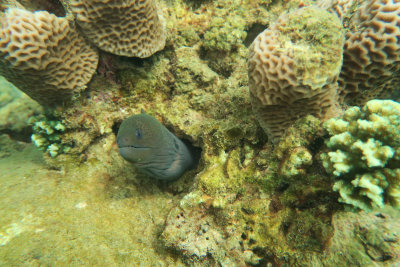 Moray Eel