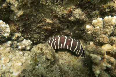 Zebra Moray Eel