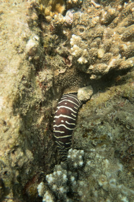 Zebra Moray Eel