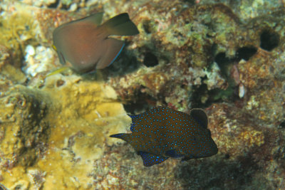 Similans2016-3.jpg