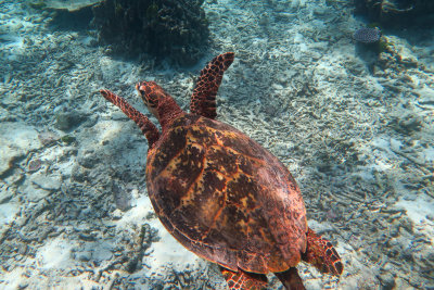 Similans2016-9.jpg