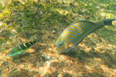 Similans2016-55.jpg