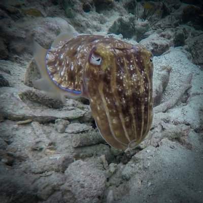 Cuttlefish, up close and personal