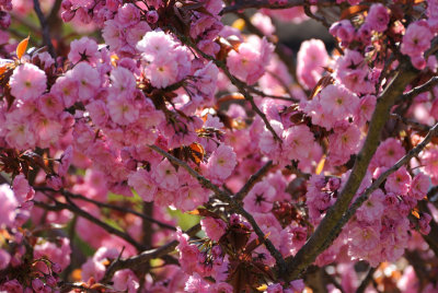 6 May: Pink Blossom
