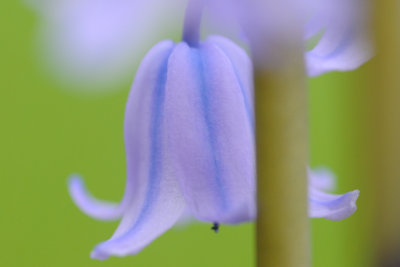 21 May: Bluebell
