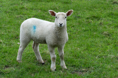 29 May: Little Lamb