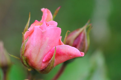 20 June: Garden Rosebuds