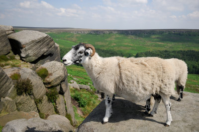 Sheep on Higger Tor