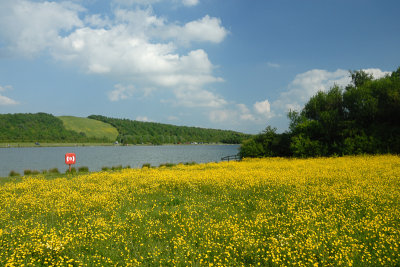 The Lake and Buttercups
