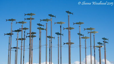 Flying Fishes!